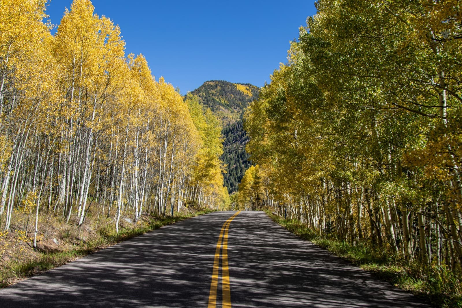 Estrada de montanha ladeada de aspens · oeste das Rochosas